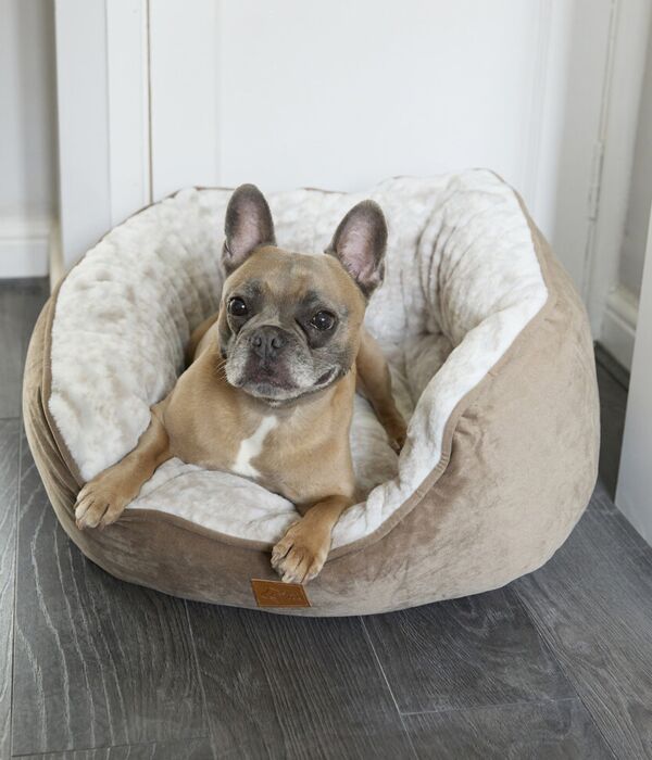 Dog butterfly bed Thumbnail