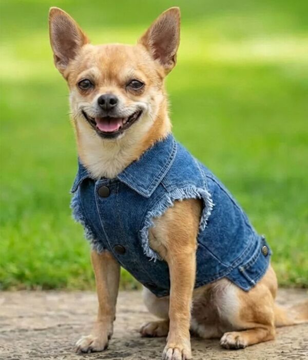 Dog’s denim jacket Thumbnail